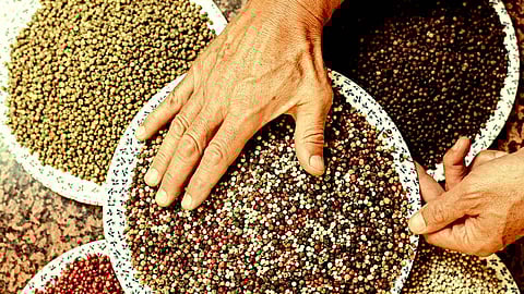 The History of how Bharatavarsha’s Pepper Decided the Fortunes of European Empires and Nations