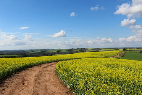Smart agriculture technologies can enhance crop yields