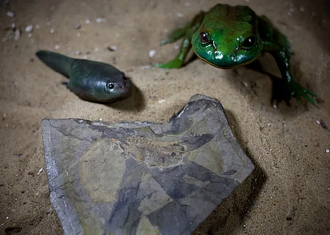 A fossil of the world's oldest tadpole, which coexisted with dinosaurs in the Middle Jurassic about 165 million years ago, is pictured next to a 3D-printed representation of the tadpole and of a fully developed frog, in Buenos Aires, Argentina.