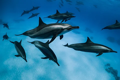 The Ganges river dolphin, known for its unique features, is found in the Ganga-Brahmaputra-Meghna river system and its tributaries across India, Bangladesh, Nepal, and Bhutan.