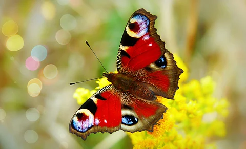 Data from about 76,000 butterfly surveys conducted by various groups documenting millions of the insects representing 554 species showed that their numbers dropped by 22% from 2000 to 2020 in the contiguous United States.