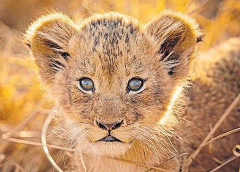 Lion cub cuddles on offer with afternoon tea in China