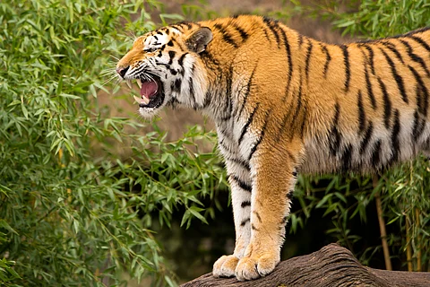AI warning system in Tadoba to help prevent human attacks