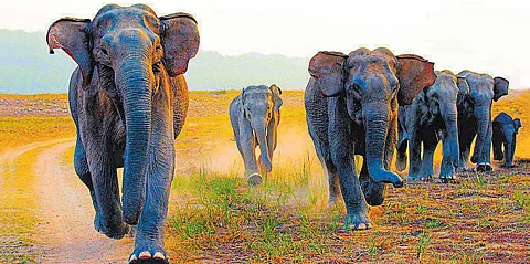 Human-elephant conflict is particularly severe in regions like Hassan and Kodagu, leading to frequent crop loss and even fatalities.