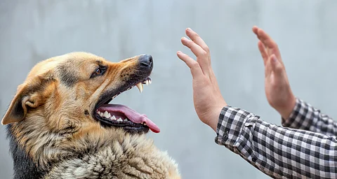 Over 2.3 lakh dog bite, 19 rabies death reported in past 6 months