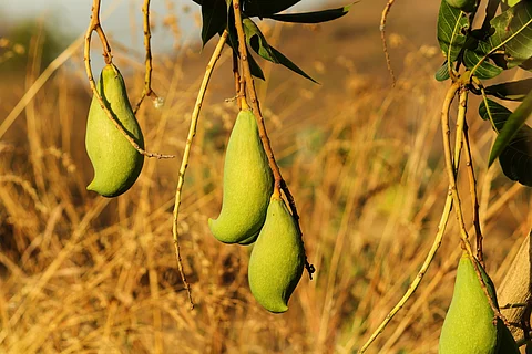 Andhra mango farmers struggle as prices crash