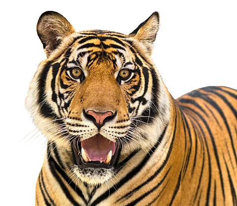 Stripes that rule the jungle