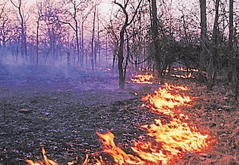 Wildfires rage across Bulgaria, destroying forests and homes