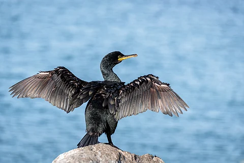 Peru’s coastal guano birds decline over 75%, facing crisis