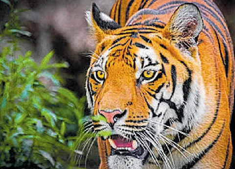Assam not just protecting big cats, it's reclaiming their kingdom