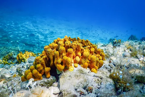 Secrets beneath the waves