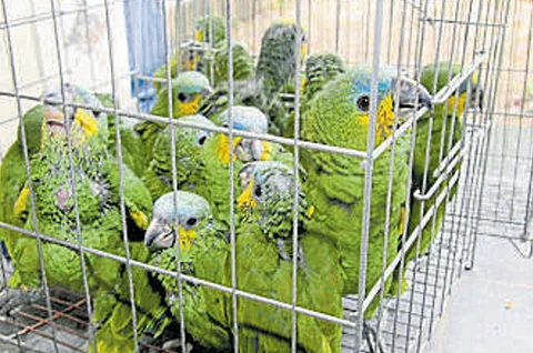 Nigeria seizes 1,600 birds at Lagos airport bound for Kuwait