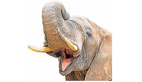 Tourist escapes elephant attack at Bandipur National Park