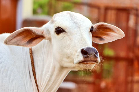 No plans to declare cow national animal: Centre