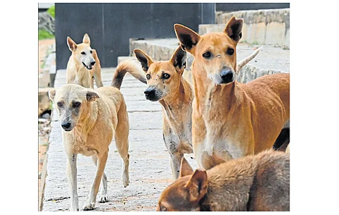 What if Bengaluru had to take all stray dogs off the streets?