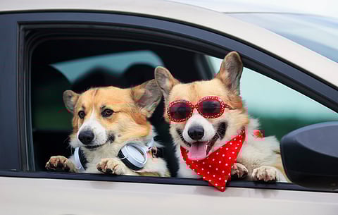 International Dog Day: School kids share paw-some life lessons