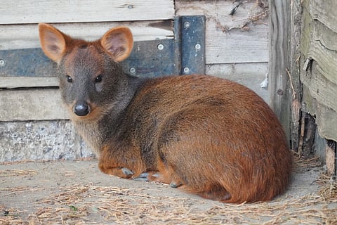 Tiny deer in big trouble as Chile's pudus face growing peril