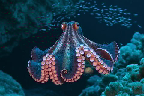 World Octopus Day: Disappearing acts beneath the waves