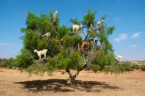 Why do goats climb trees in Morocco?