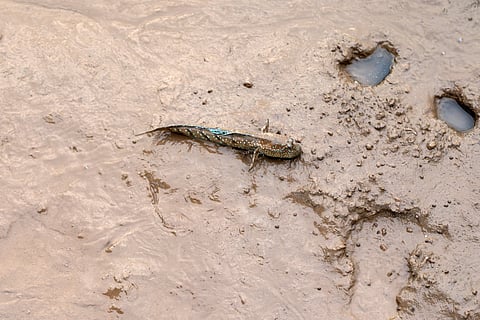 Why do fish in Indonesia walk on land?