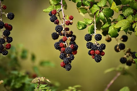 Difference between oxidants and antioxidants