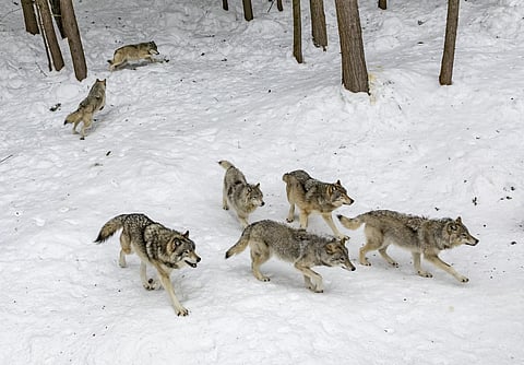 Wolf power: What the pack mentality reveals about teamwork