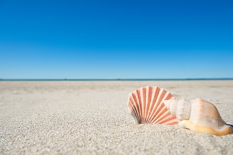 Why do seashells in the Maldives turn pastel pink after storms?
