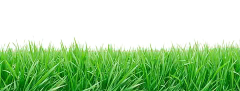 The science hidden in grass