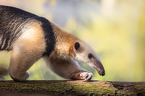 Anteaters and the art of specialised survival