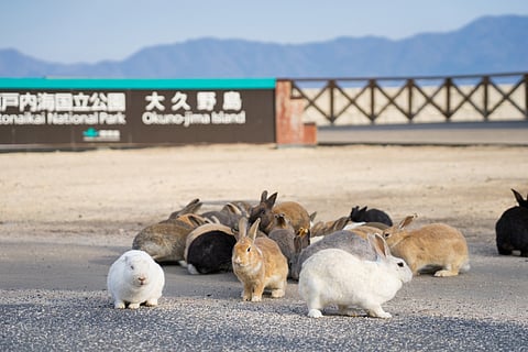 Why does Ōkunoshima island have wild rabbits?