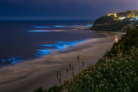 Why does a beach in California glow blue at night?