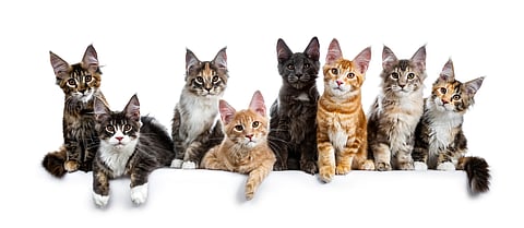 The language of cats