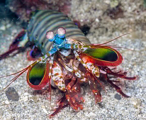 Why do mantis shrimp see colours humans cannot imagine?