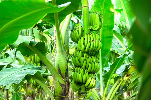 Why do banana plants die after making fruit once?
