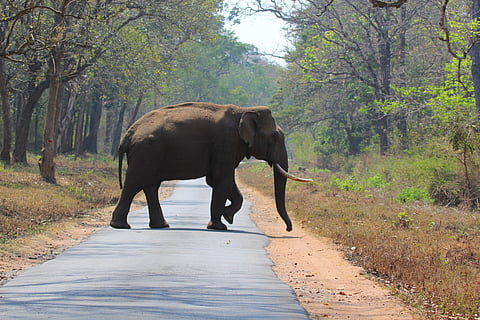 Elephant Corridors of India
