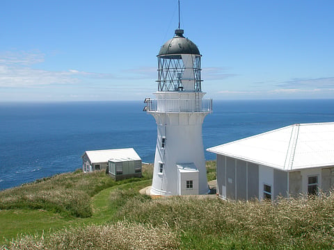 Why is Stephens Island in New Zealand linked to a cat story?