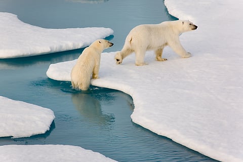 International Polar Bear Day: Life at the edge of ice