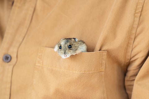 Keep language close with pocket-inspired idioms