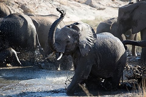 Forevermark Unveils a Series of Six Short Films Telling the Incredible Journey of Moving Giants