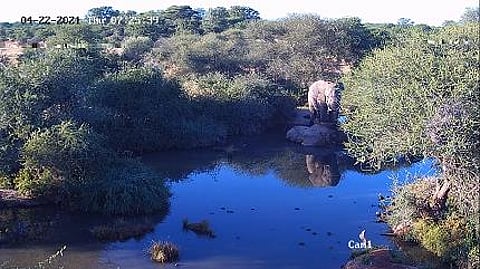 De Beers livestreams a popular watering hole at one of their nature reserves in southern Africa