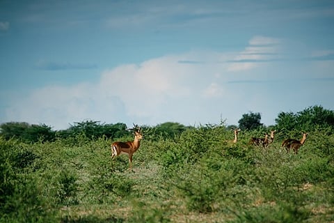 Herd of impala in Jwana Game Park, part of the Diamond Route, Botswana, courtesy of De Beers Forevermark