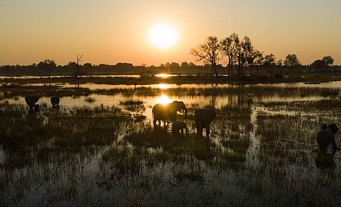 Okavango Delta