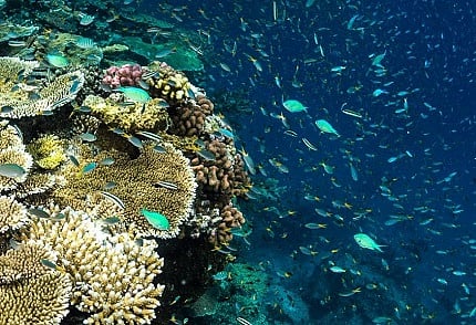 Photo Credit: Matt Curnock, Ocean Image Bank, Great Barrier Reef Foundation