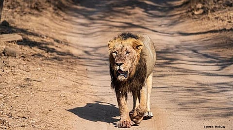 Video: Cattle Herder Injured After Asiatic Lion Attack in Gujarat's Bhavnagar