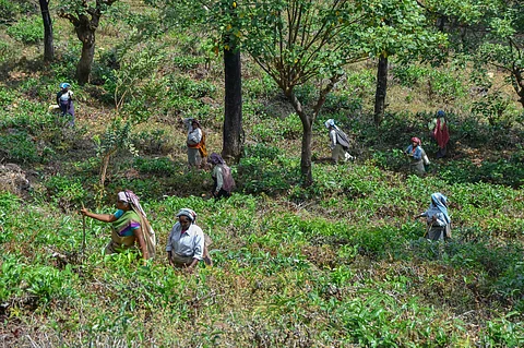 மாஞ்சோலைத் தேயிலைத் தோட்டங்களில் பணிபுரியும் தொழிலாளர்கள்