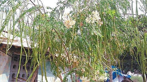 முருங்கை மரம்