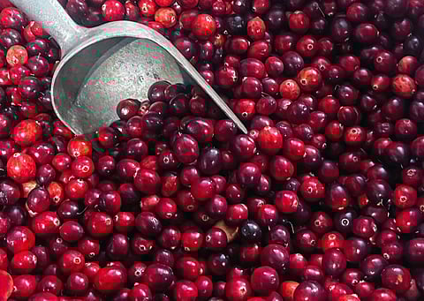 Cranberries. Photo by Jeannette de Beauvoir, unsplash