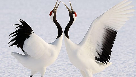 A Pair of Cranes that Symbolizes Kushiro Region. Photo by Kei ARASHIYAMA