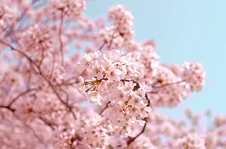 cherry blossoms