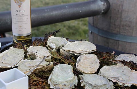 True Oyster Love